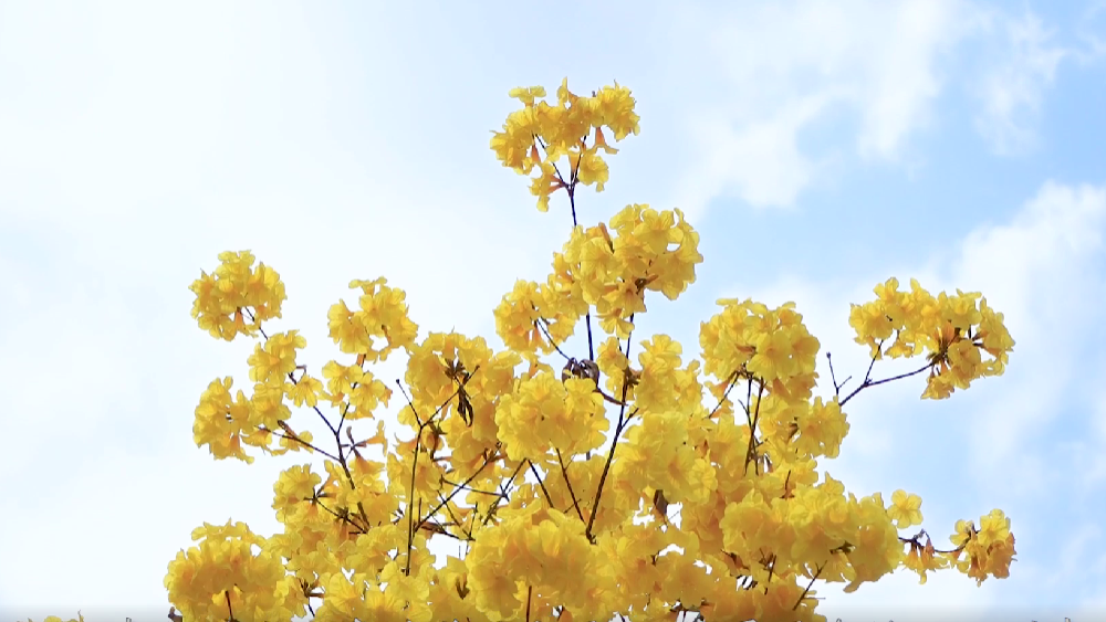 春雷，鳴響奮進的號角