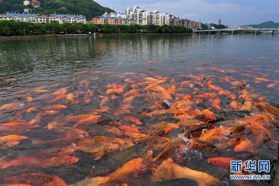 （環境）（2）福建福鼎：桐山溪畔人魚同樂