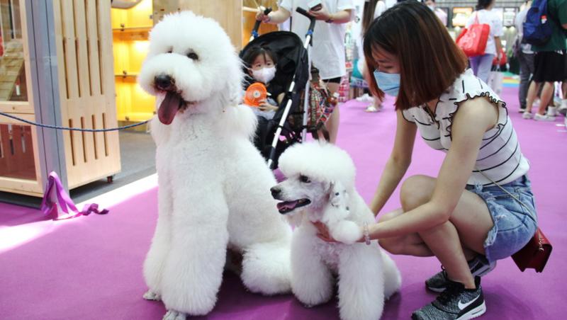 周末來這里！2020年深圳寵物展開幕 “寵物經濟”有“錢”途